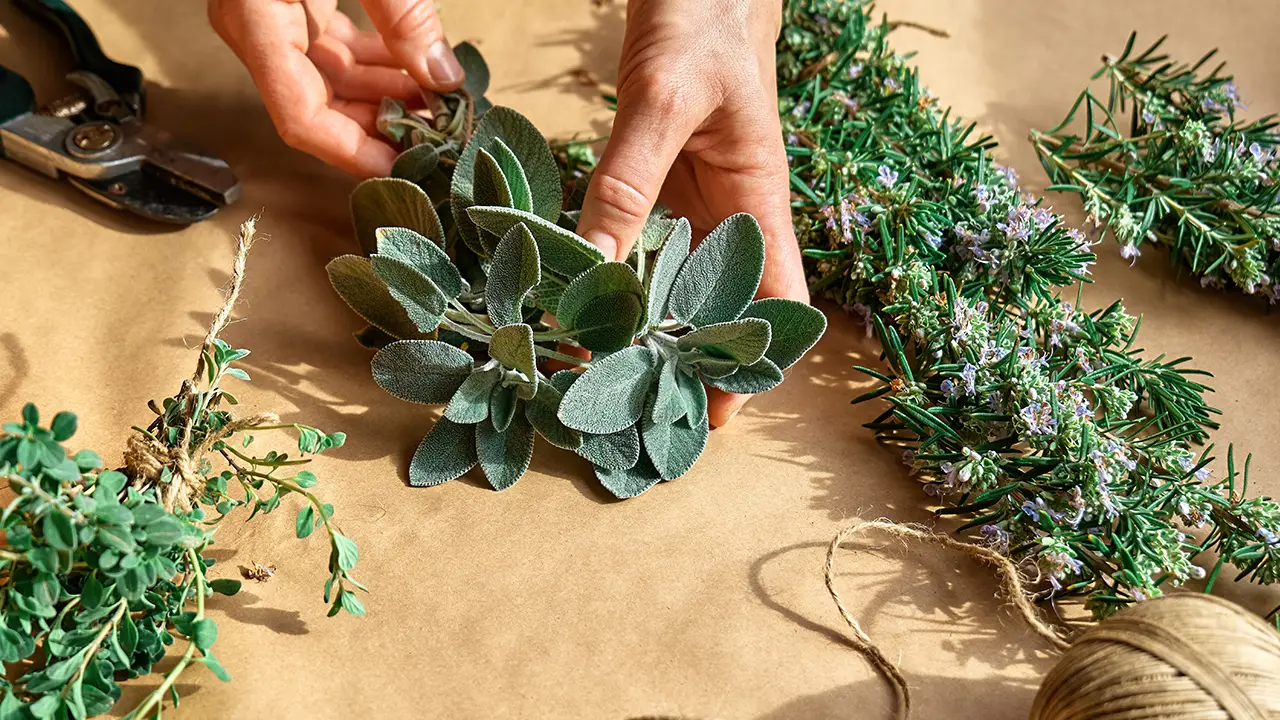 Heilpflanzen wie Salbei, die von einer Person zum Trocknen vorbereitet werden.