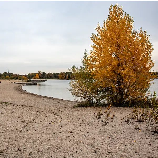 Sandstrand an einem See mit einem Baum in gelbem Herbstlaub am Ufer.