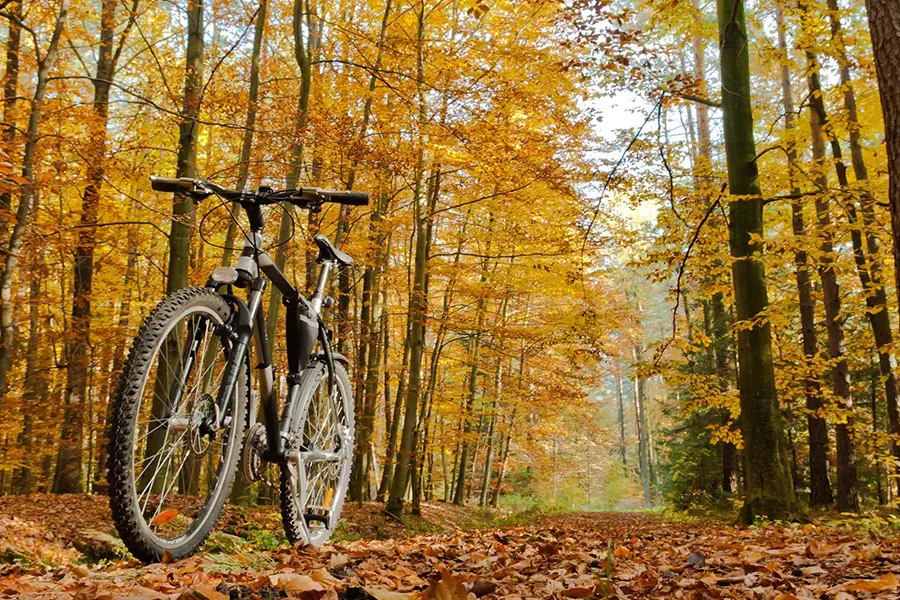 Mountainbike auf einem Waldweg im herbstlichen Wald, umgeben von gelben und orangefarbenen Blättern.