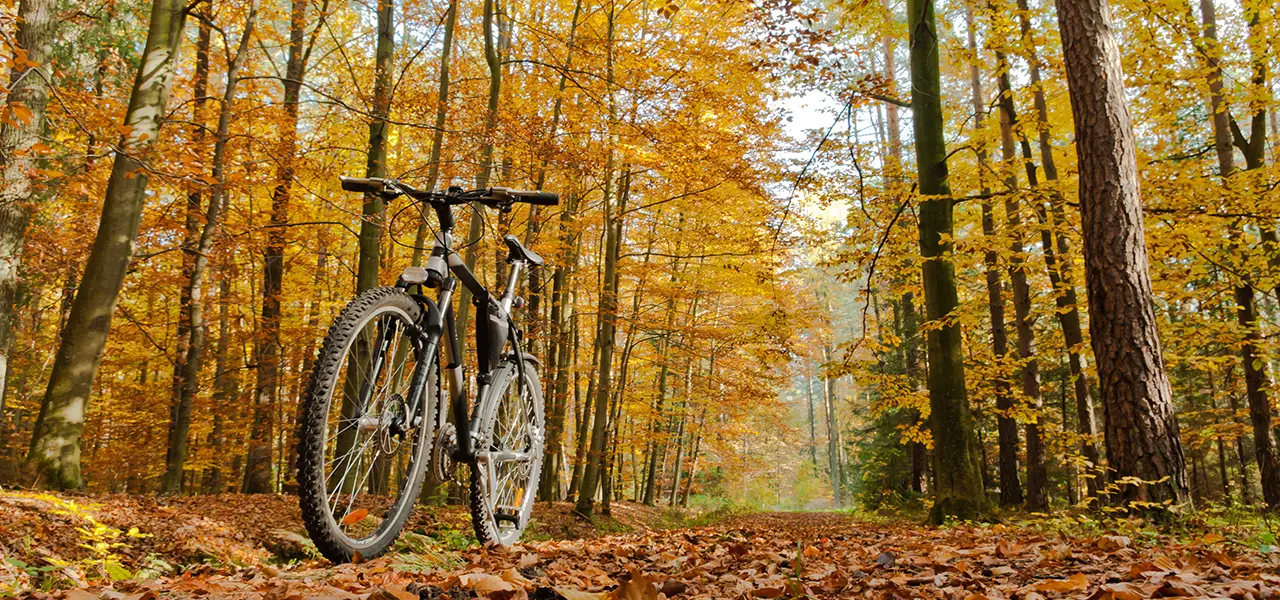 Mountainbike auf einem Waldweg im herbstlichen Wald, umgeben von gelben und orangefarbenen Blättern.